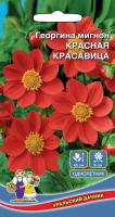 Георгина мигнон Красная красавица, 0,2г., П, Уральский дачник