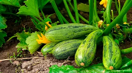 Когда и как сажать семена кабачков - блог Веселого Дачника